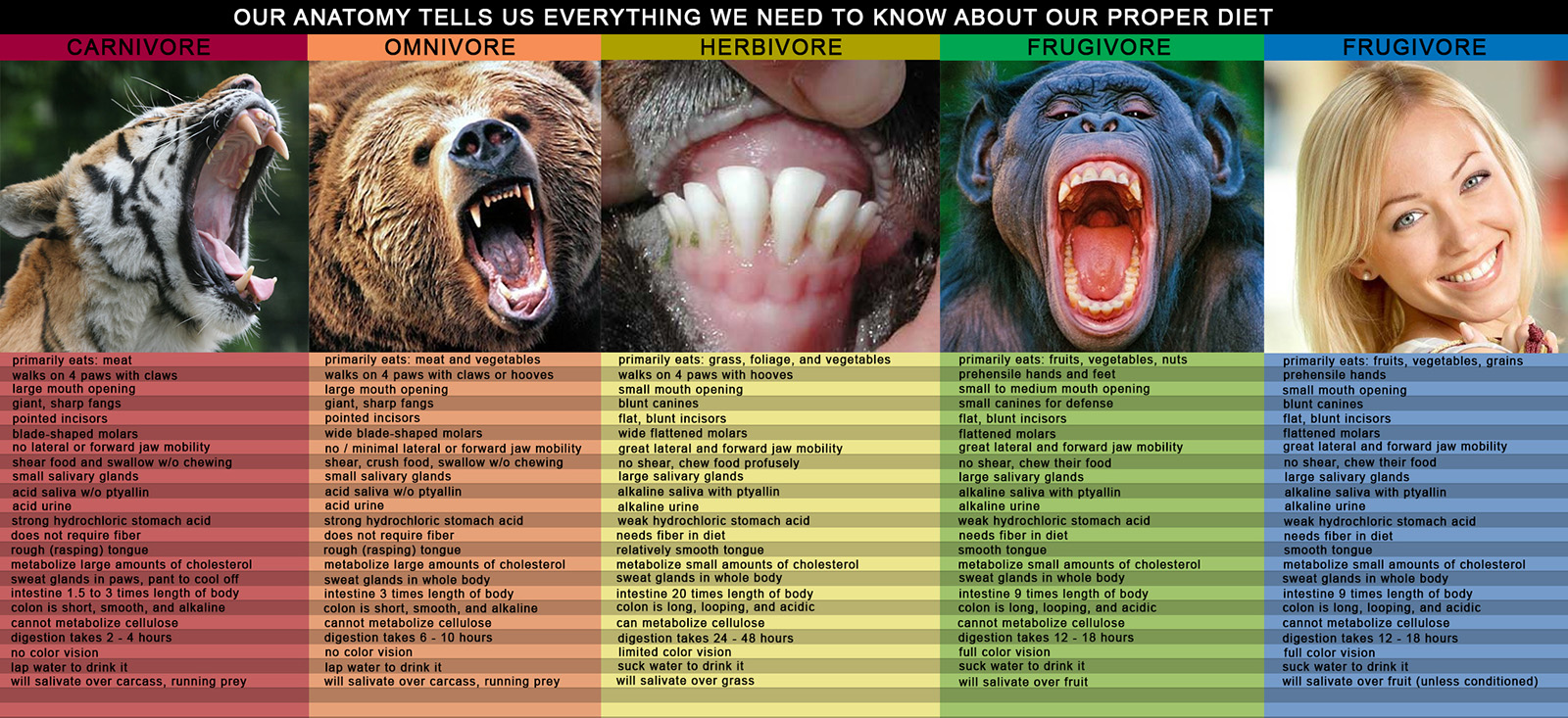 frugivore-diet-chart.jpg