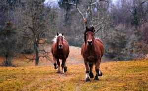 Wild Horses in Danger From Trump Budget