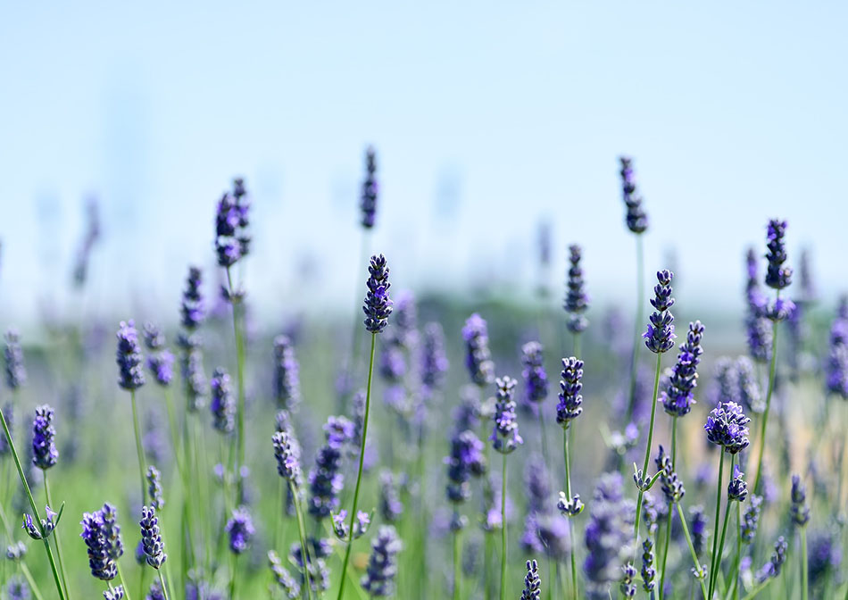 Herbal Cures Anxiety Depression Lavender