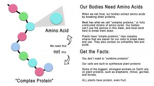 Facts About Animal vs. Plant Protein