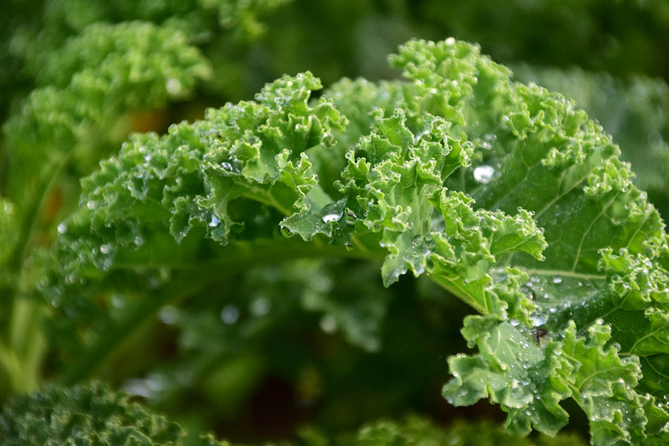 Kale vegan source of protein