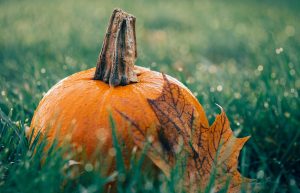 8 Great Benefits of Pumpkin Seed Oil