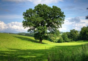 Secret Life and Language of Trees