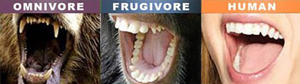 Humans Are Frugivores