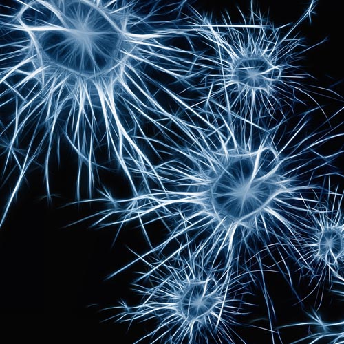 ashwagandha-brain-memory-improve Ashwaganda Memory Improvement