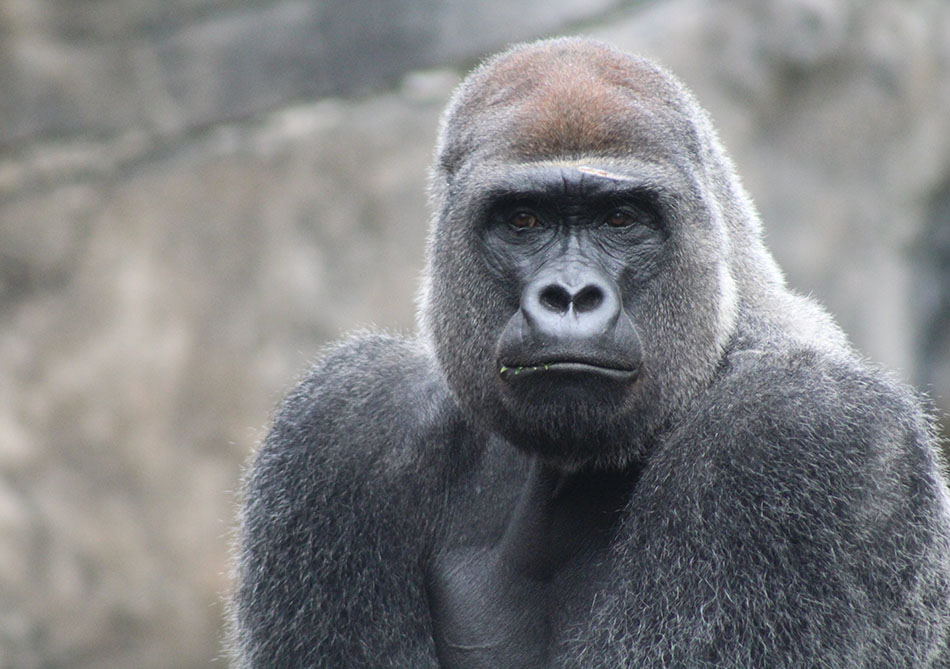 Gorilla Diet Optimal Human Nutrition