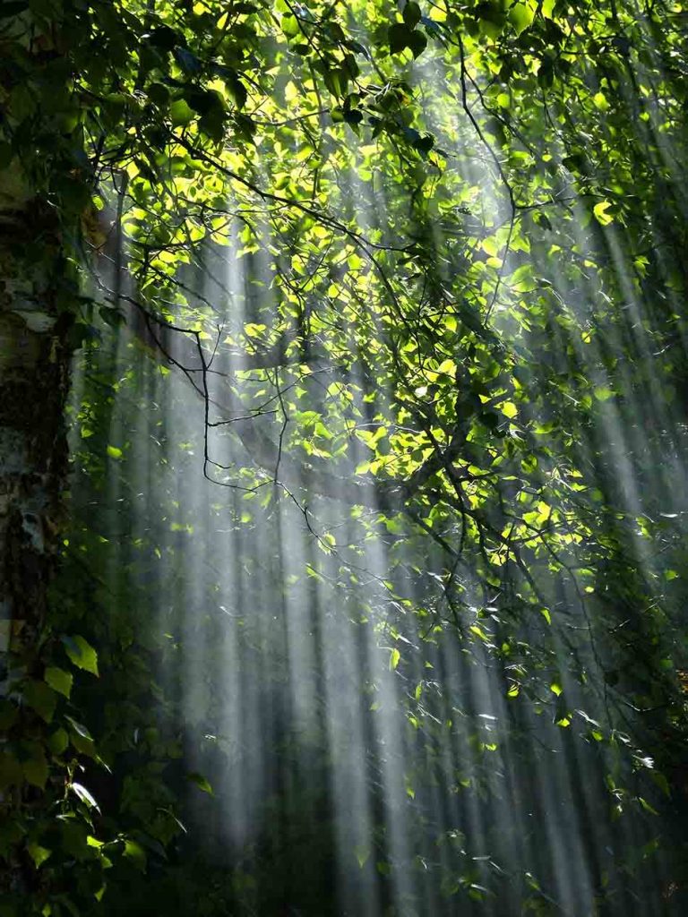 Nature Has The Answers