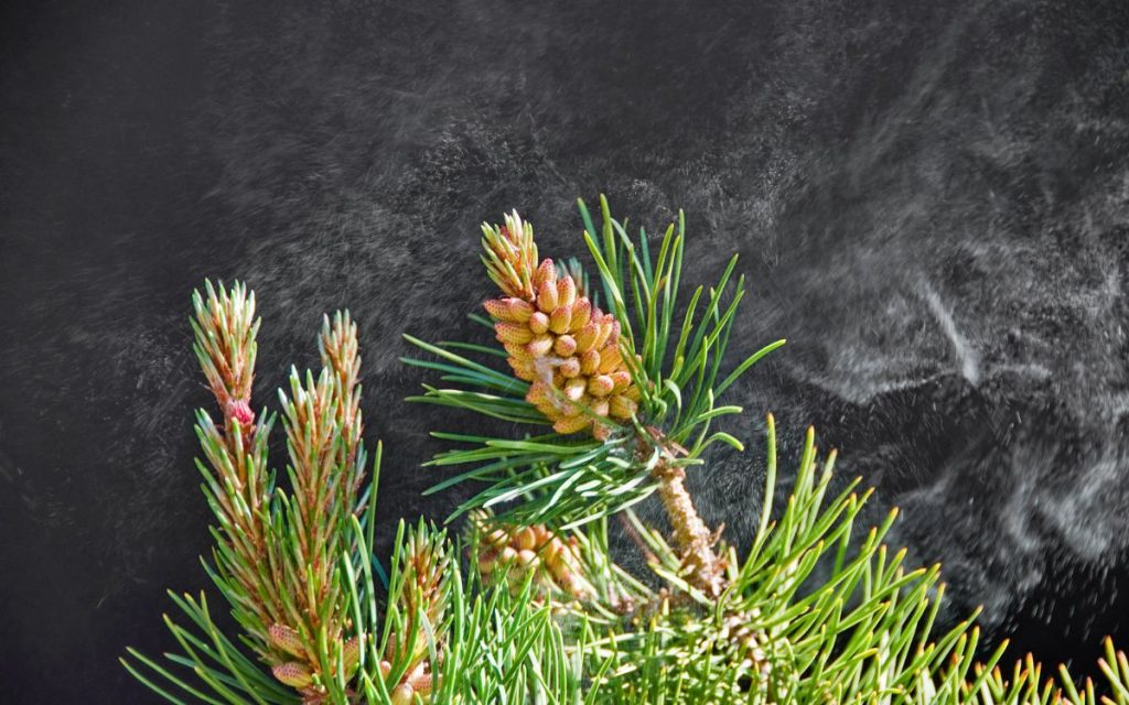 benefits of pine pollen