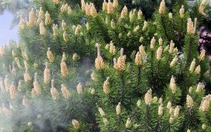 primal pine ancient being